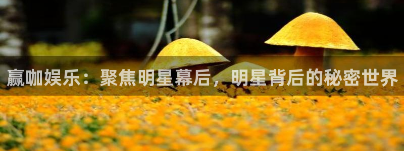 2元彩票体育游戏：赢咖娱乐：聚焦明星幕后，明星背后的秘密世界